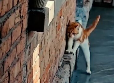 Cleverer Versuch einer Katze mit frischem Zement