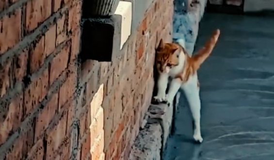 Cleverer Versuch einer Katze mit frischem Zement