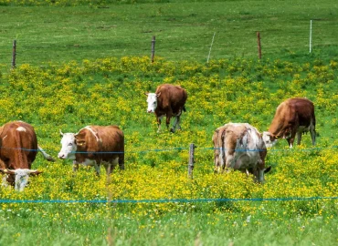 Tödlicher Zwischenfall auf Tiroler Weide: Kuh-Angriff auf Wanderer