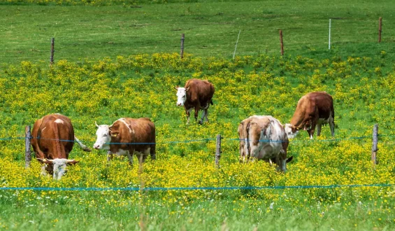 Tödlicher Zwischenfall auf Tiroler Weide: Kuh-Angriff auf Wanderer