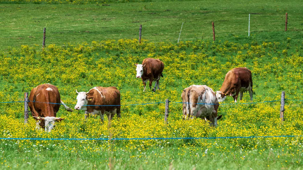 Tödlicher Zwischenfall auf Tiroler Weide: Kuh-Angriff auf Wanderer