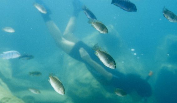 Schnorcheln im Malawi-See: Ein Erlebnis wie im Aquarium