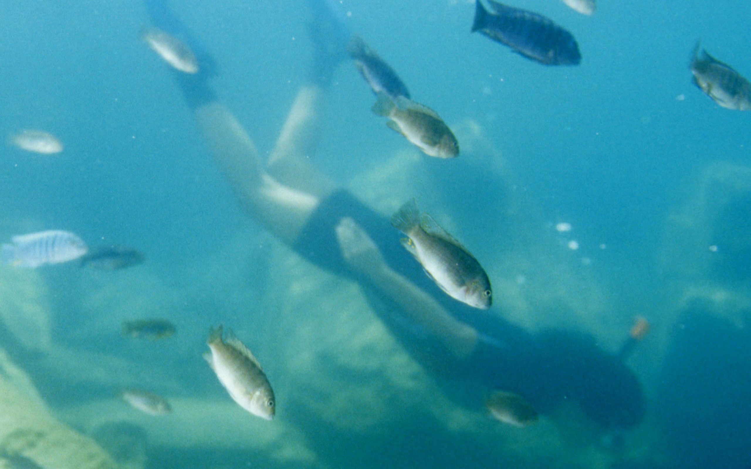 Schnorcheln im Malawi-See: Ein Erlebnis wie im Aquarium