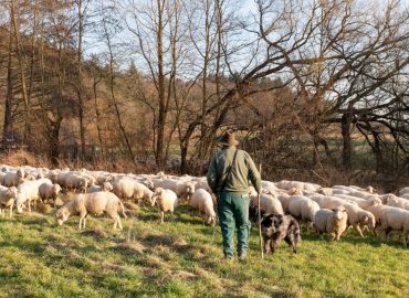 Schafherde bei Zugunglück getötet: Schadensersatzforderungen vor Gericht