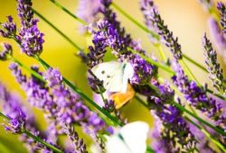 Tipps zur Bepflanzung von Blumenkästen für den Sommer