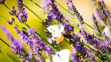 Tipps zur Bepflanzung von Blumenkästen für den Sommer