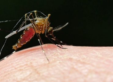 Warum die Ausrottung von Mücken keine gute Idee ist