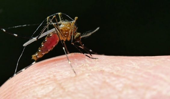 Warum die Ausrottung von Mücken keine gute Idee ist