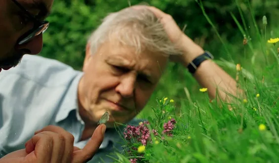Eine beispiellose Karriere: Sir David Attenborough wird 100 Jahre alt