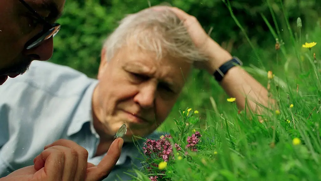 Eine beispiellose Karriere: Sir David Attenborough wird 100 Jahre alt