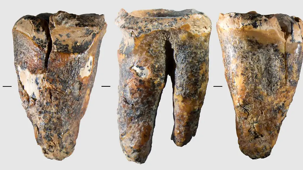 Neandertaler beherrschten Zahneingriffe vor 60.000 Jahren