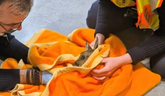 Beamte werden zu Geburtshelfern nach Wildunfall