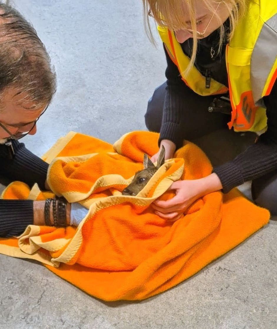 Beamte werden zu Geburtshelfern nach Wildunfall