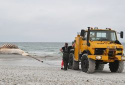 Bergung des toten Wals Timmy in Anholt