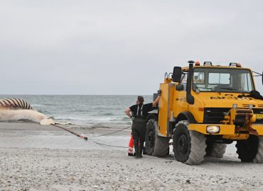 Bergung des toten Wals Timmy in Anholt