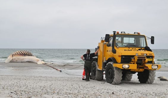 Bergung des toten Wals Timmy in Anholt