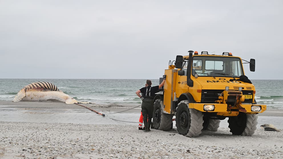 Bergung des toten Wals Timmy in Anholt