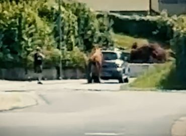 Polizeieinsatz in Hessen: Entlaufener Bulle sorgt für Chaos