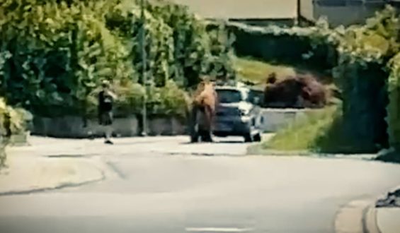 Polizeieinsatz in Hessen: Entlaufener Bulle sorgt für Chaos