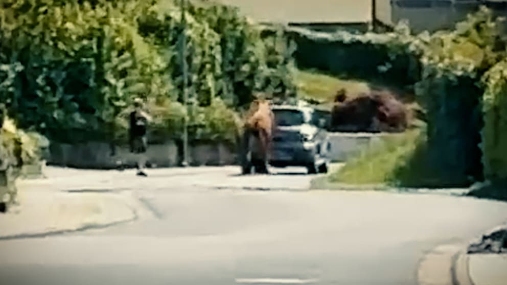 Polizeieinsatz in Hessen: Entlaufener Bulle sorgt für Chaos