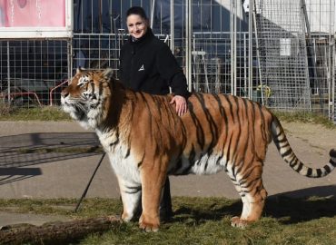 Tiger aus Zirkus bei Leipzig ausgebrochen und erschossen