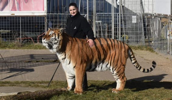Tiger aus Zirkus bei Leipzig ausgebrochen und erschossen