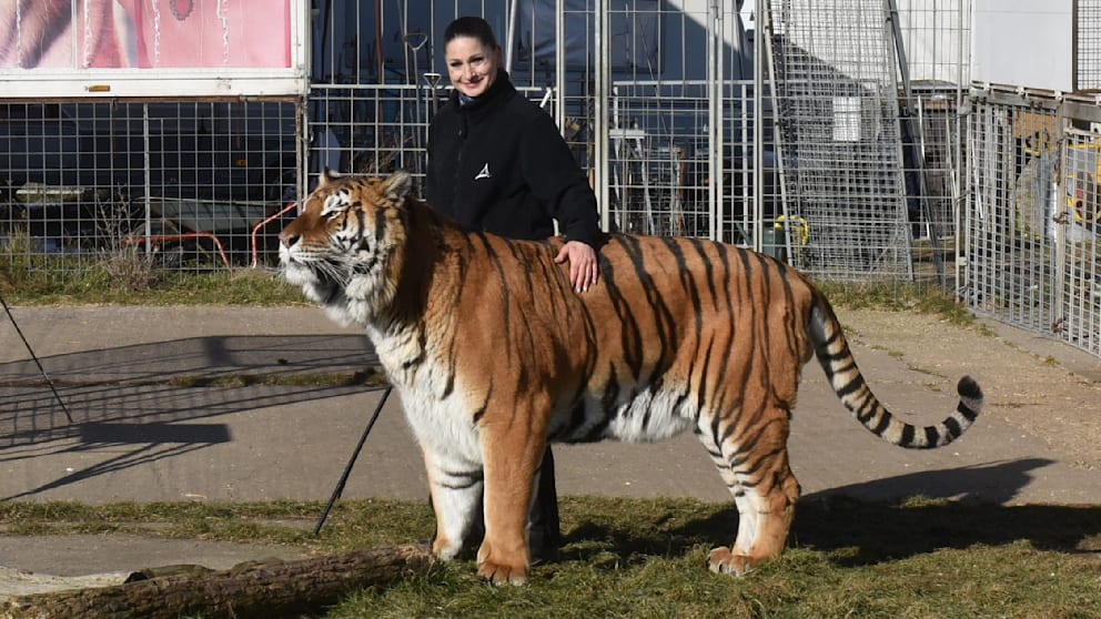 Tiger aus Zirkus bei Leipzig ausgebrochen und erschossen