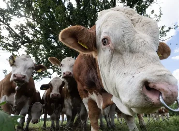 Erneuter Rinderklau in Brandenburg