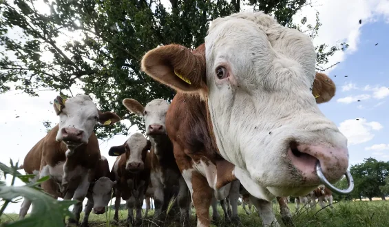 Erneuter Rinderklau in Brandenburg