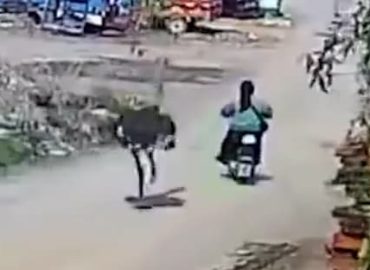 Strauß verfolgt Rollerfahrerin in China