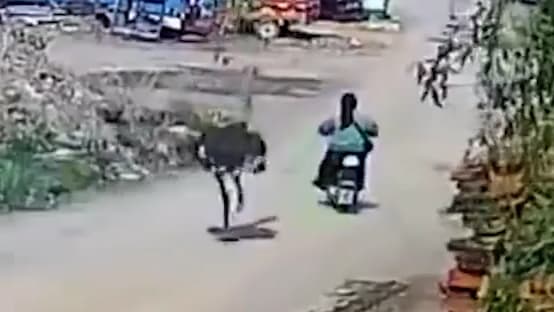 Strauß verfolgt Rollerfahrerin in China