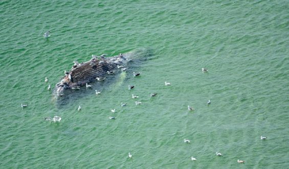Liegt Buckelwal Timmy vor der Insel Anholt?