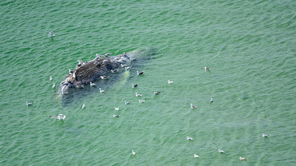Liegt Buckelwal Timmy vor der Insel Anholt?