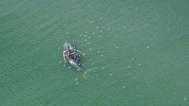 Toter Wal vor Anholt entdeckt