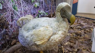 Vogelarten durch Biotechnologie wiederbeleben: Chancen und Herausforderungen