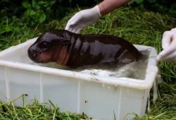 Anbaden im Berliner Zoo: Mini-Hippo eröffnet Freibad-Saison