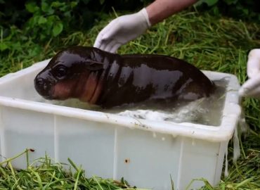Anbaden im Berliner Zoo: Mini-Hippo eröffnet Freibad-Saison