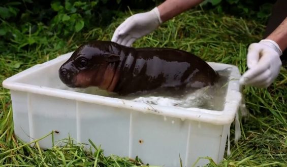 Anbaden im Berliner Zoo: Mini-Hippo eröffnet Freibad-Saison