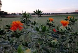 Bedeutung der Bodenbiodiversität und deren Schutz