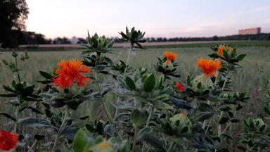 Bedeutung der Bodenbiodiversität und deren Schutz