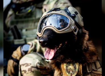 Antiterror-Hund: Der neue Star der Warschauer Einheit