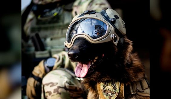 Antiterror-Hund: Der neue Star der Warschauer Einheit
