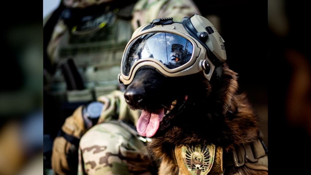 Antiterror-Hund: Der neue Star der Warschauer Einheit