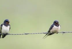 Sorgen um den Rückgang von Gartenvögeln in Deutschland