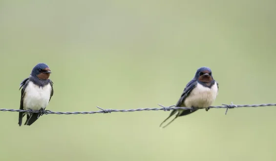 Sorgen um den Rückgang von Gartenvögeln in Deutschland