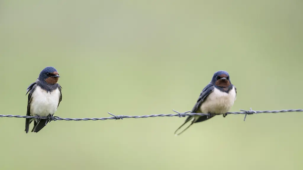 Sorgen um den Rückgang von Gartenvögeln in Deutschland