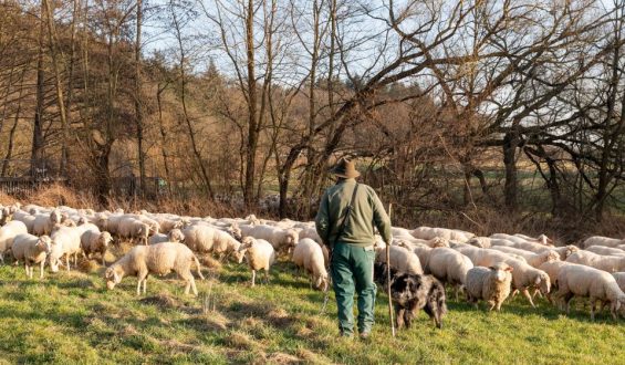 Gerichtsstreit um Schadensersatz nach Zugunglück mit Schafherde in Portugal