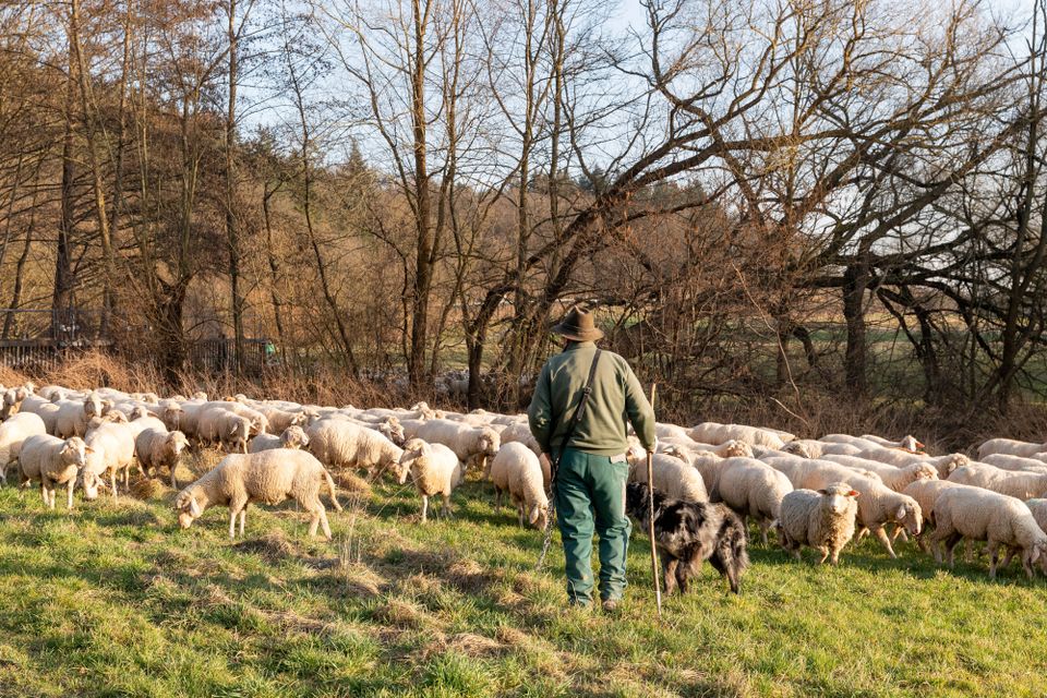 Gerichtsstreit um Schadensersatz nach Zugunglück mit Schafherde in Portugal