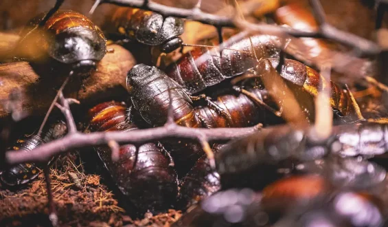 Australische Behörden beschlagnahmen Tausende Kakerlaken