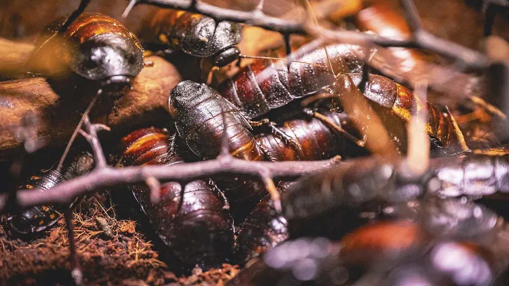 Australische Behörden beschlagnahmen Tausende Kakerlaken